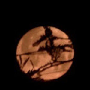 Meet your Posher, Steve